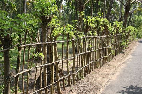 Fencing in the Philippines .